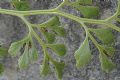 Asplenium ruta-muraria